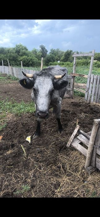 Продам корову дойная