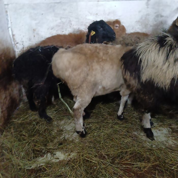 Продам баран жирные