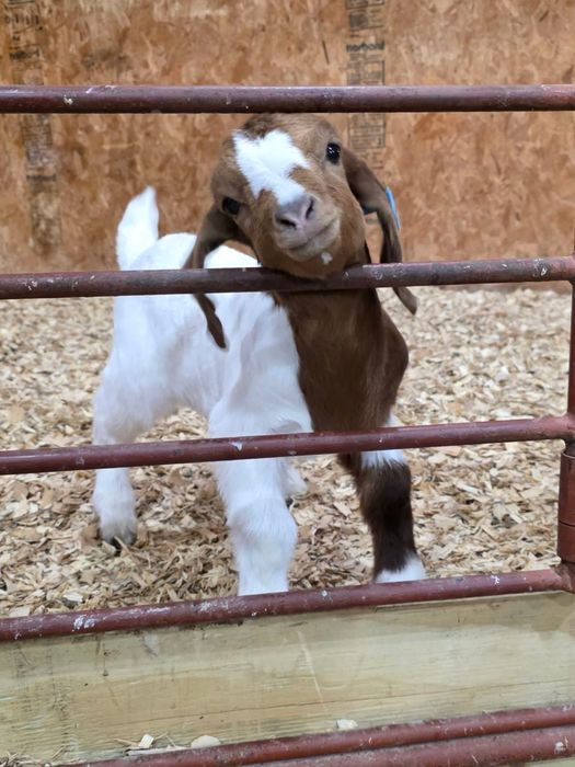 Disponibile capre si iezi din rasa boer !