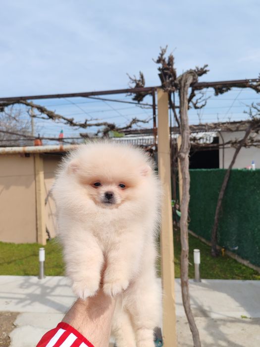 Померан мъжко на три месеца