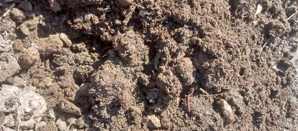 Kaliforniya chuvalchanglarni juda zoʻr va serdaromad