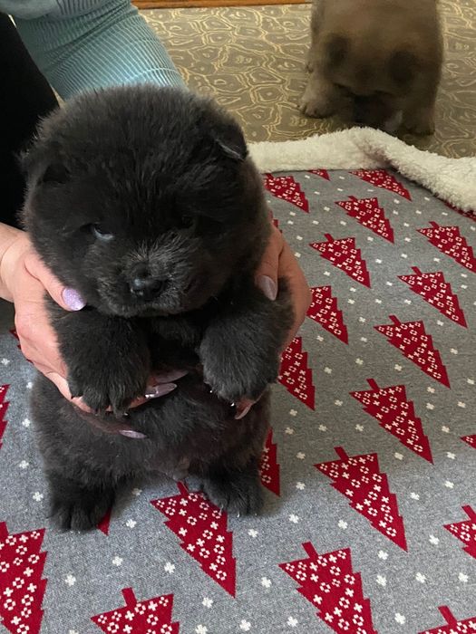 Готовятся к продаже щенки ЧАУ-ЧАУ