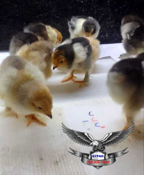 Брама тёмный пух точкалик жужалар сотилади.