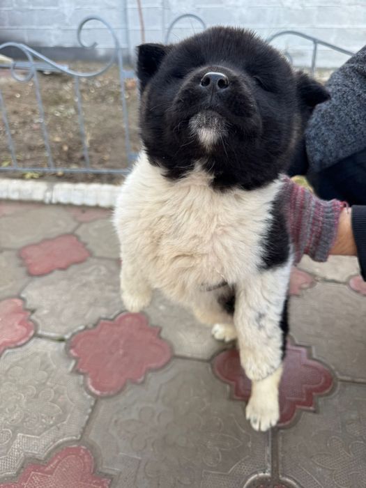 Американская Акито Ину