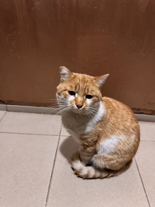 Котик ищет домик