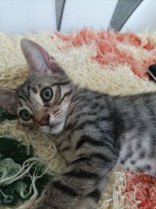 Подарявам котенце