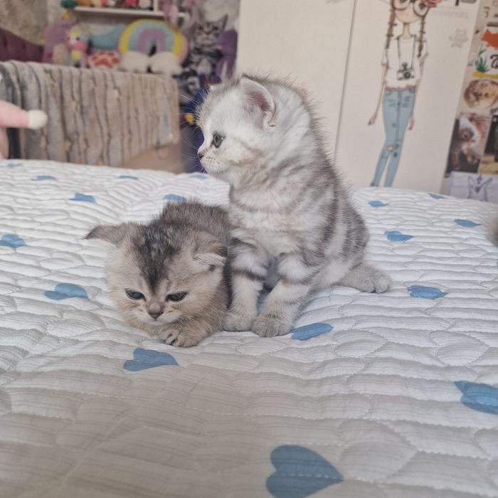 Котята котята котята