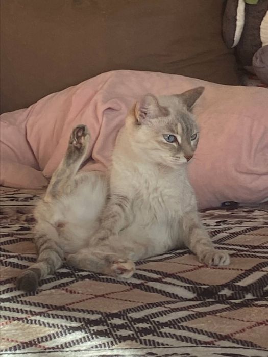 кошечка по имени Малиса