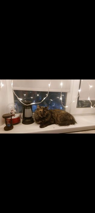 Отдам в добрые руки кошечку