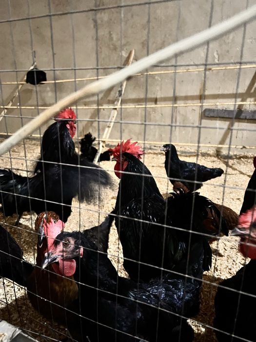 Qora shahzoda Tovuqlar