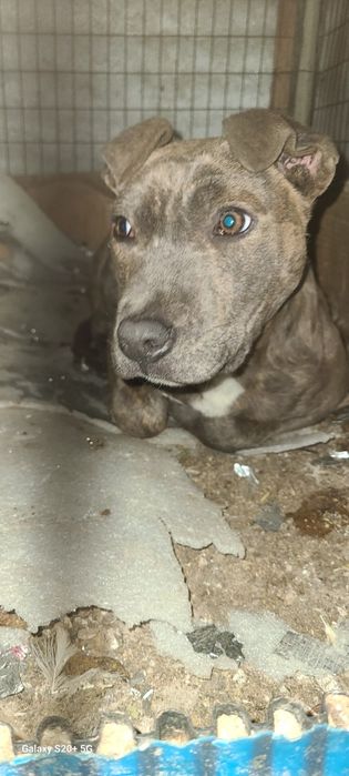 3 oylik toza Pidbul sroshni sotladi viloyatgayam dastafka qivoraman