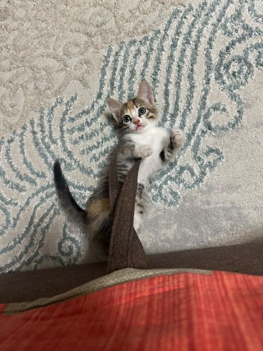 Котенка в добрые руки