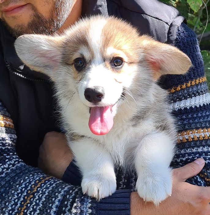 Продам щенков вельш корги пемброк.