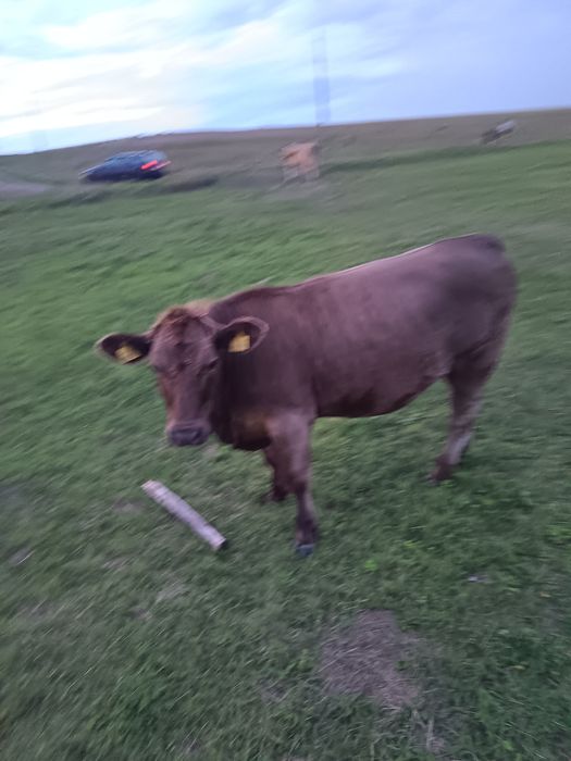 Junica angus gestantă