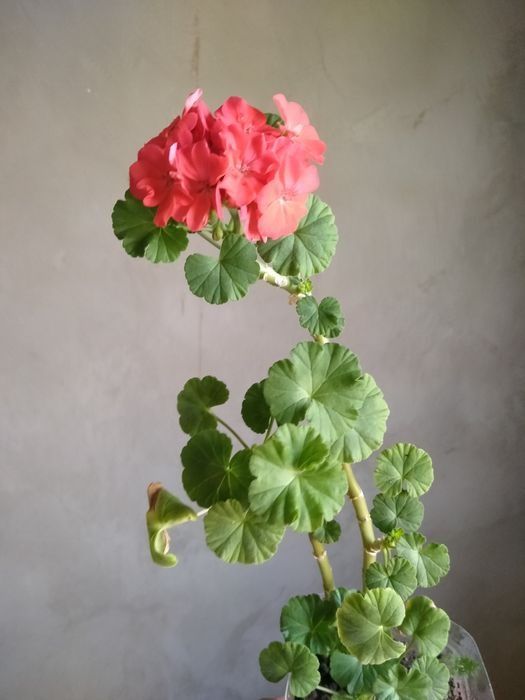 Продам герань,алое, бегония