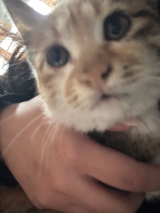 Отдам бесплатно котенка