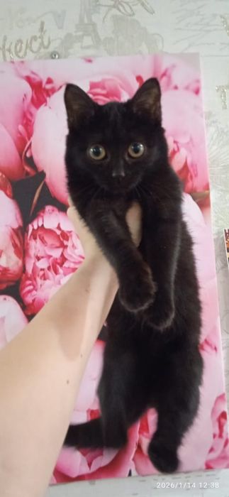 Отдам в добрые руки кошечку!