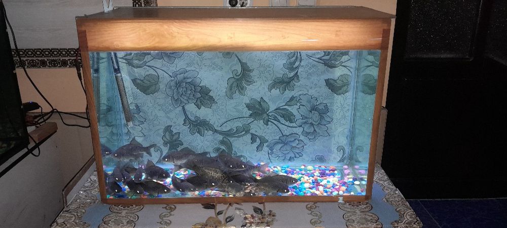 Аквариум sotiladi xolati ideal xech qanday aybi yuq suv hajmi 120 litr