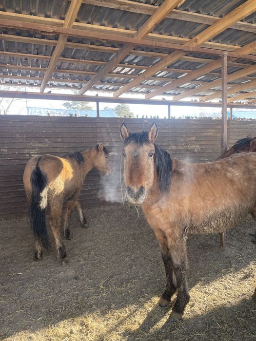 Байталдар мугалжыр