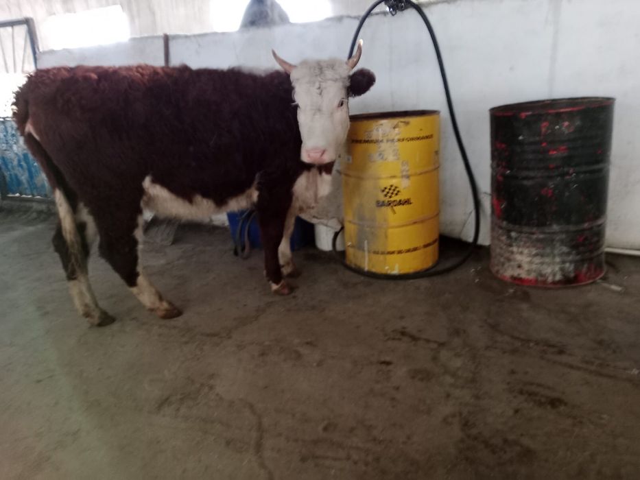 Кунажун сиыр (акбас)