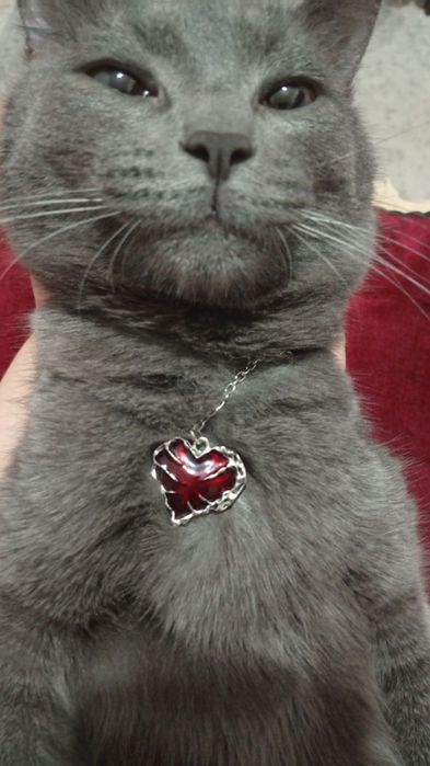 Продается руско голубая кошка