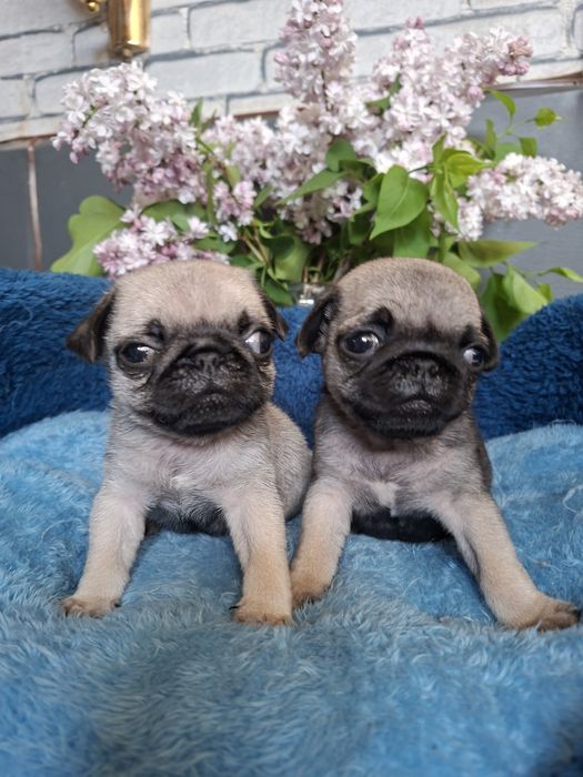 Продаю  щенков  мопсят