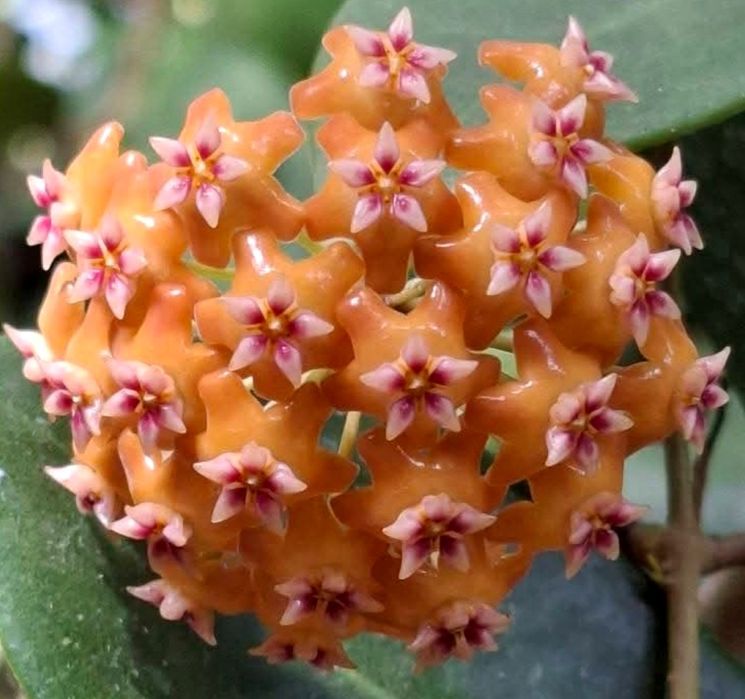 Flori, plante rare de Lacrima Maicii Domnului ( Hoya )