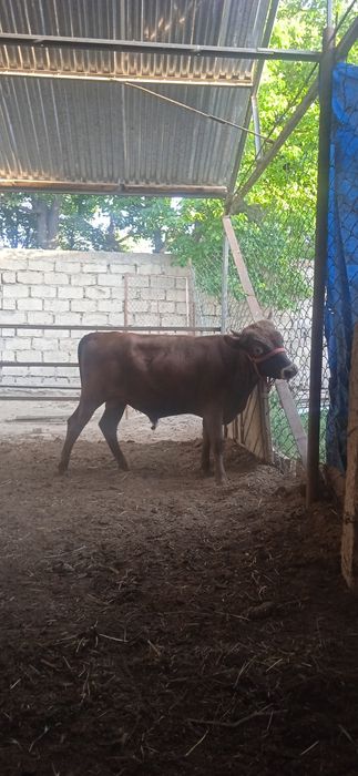 Buqqa sotiladi buqqa