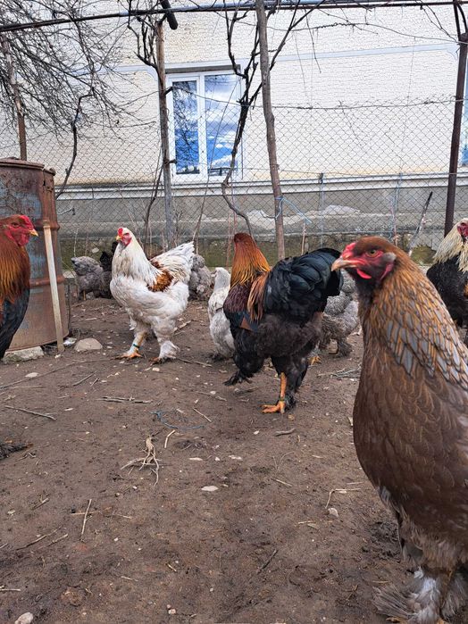 Ouă și găini brahma diverse varietăți de culoare