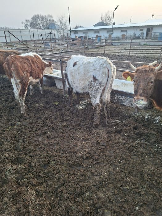 Стельные телки 6 голов 700000