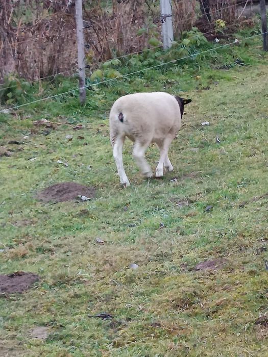 Oi dorper de vânzare