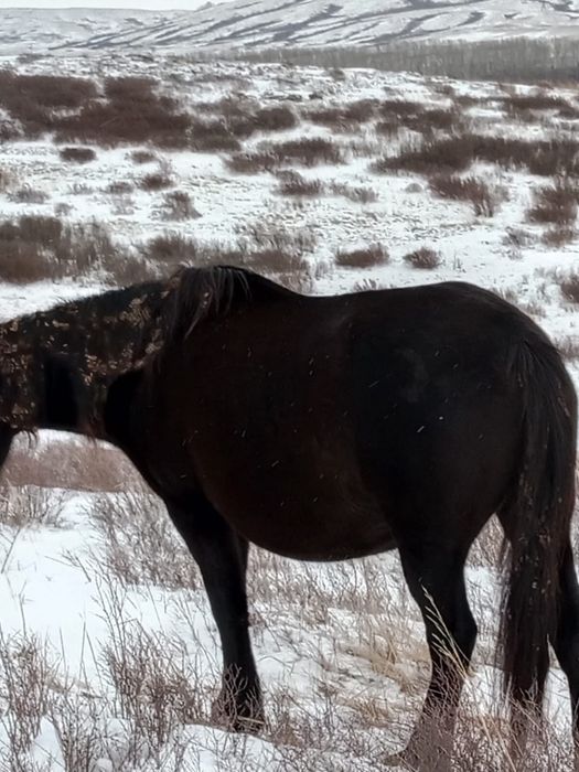 Кобыла шестилетка жирная