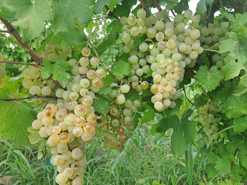 Struguri de vanzare