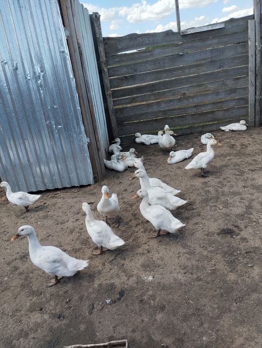 Утки.Продажа уток живьём