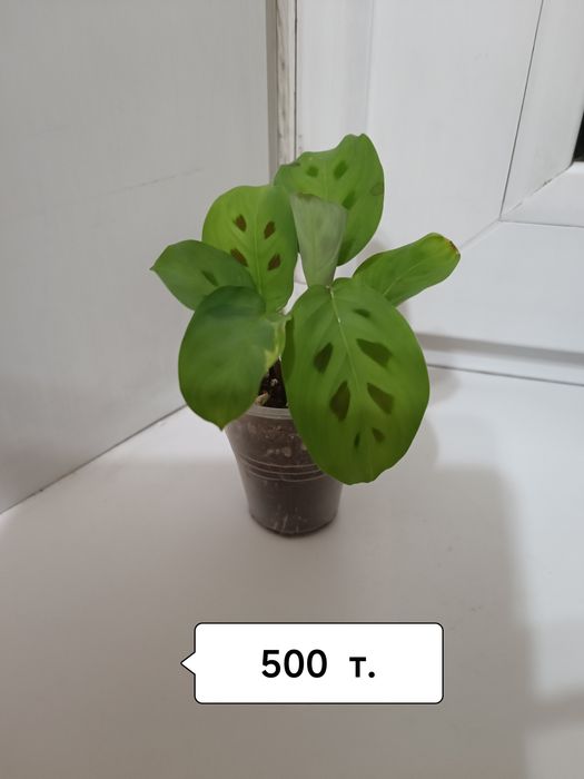 Комнатные цветы. Распродажа.