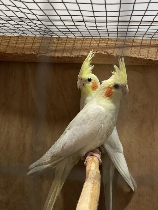 Продаются Кареллы 3 месяца. Крупные.