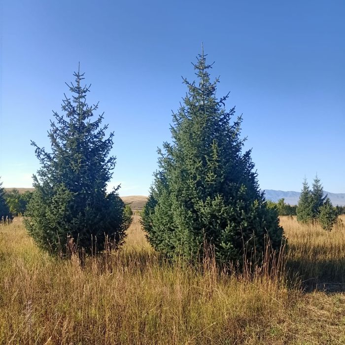 Продаются ЕЛИ!!!