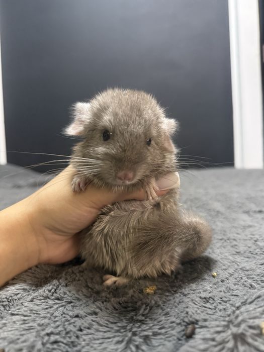 Pui chinchilla bej-gri