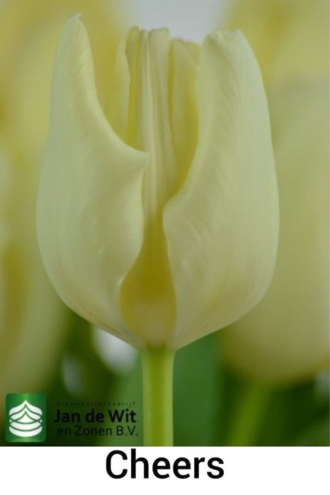 Тюльпаны оптом во все города