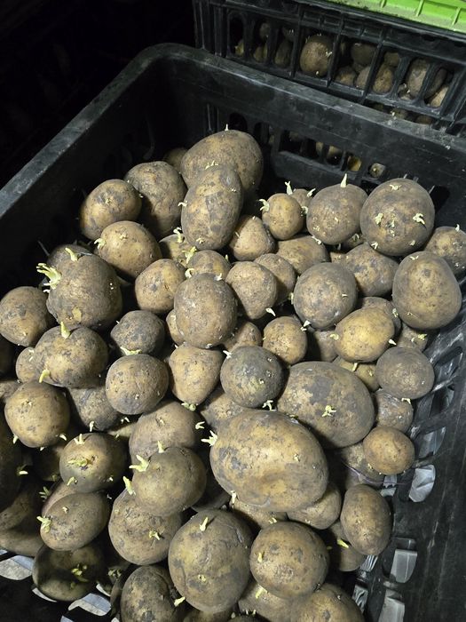 Urug'lik kartoshka 8000