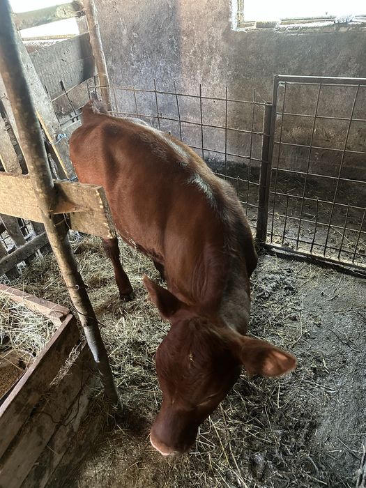 Vand vitea angus