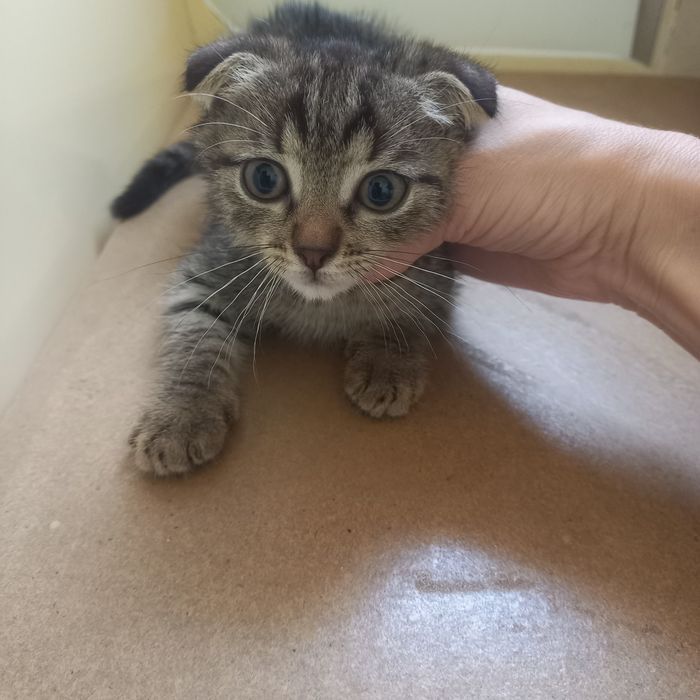 Вислоухие котята 1,5 месяц{ девочка}