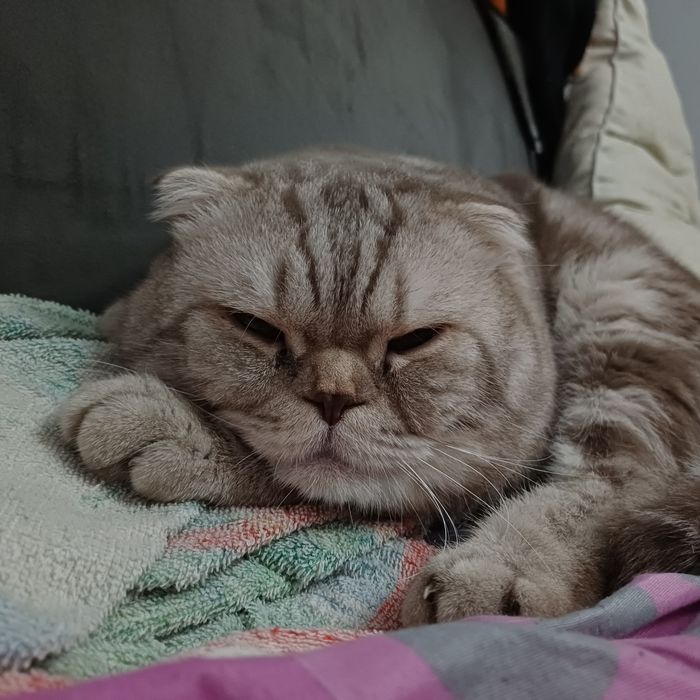 вязка кота шотландского