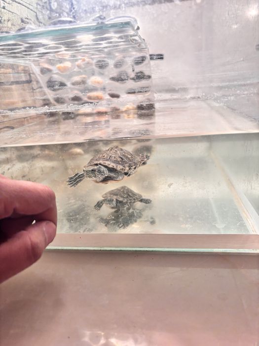 Красноухие черепахи