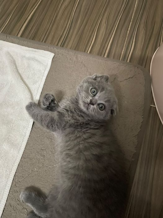 Продам котенка 3 месячного