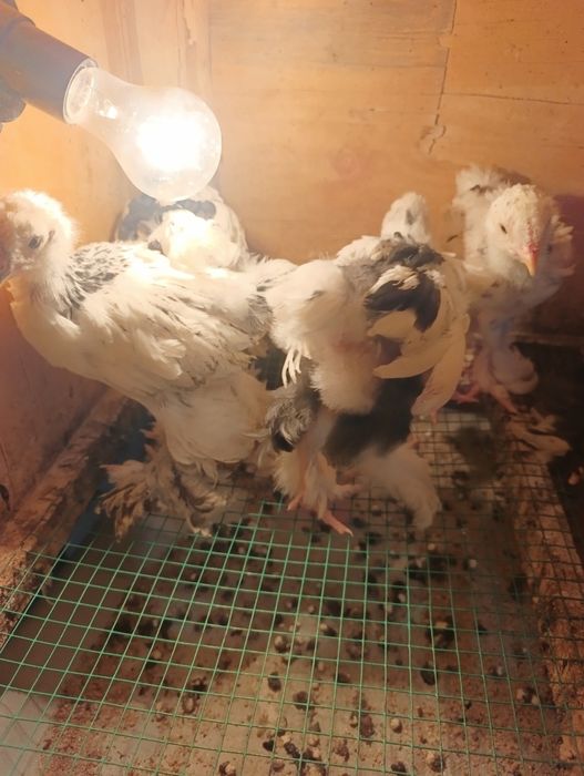 Цыплята Брама мрамор