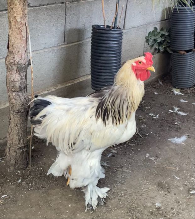 Cocos brahman de vanzare