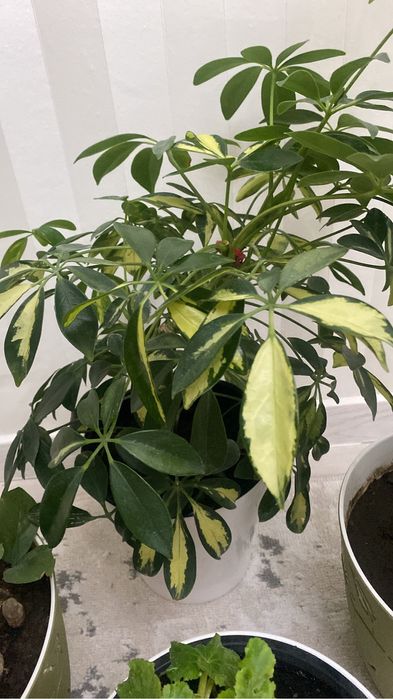 Домашние цветы в горшках