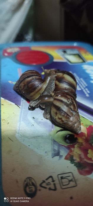 Продаются улиточки