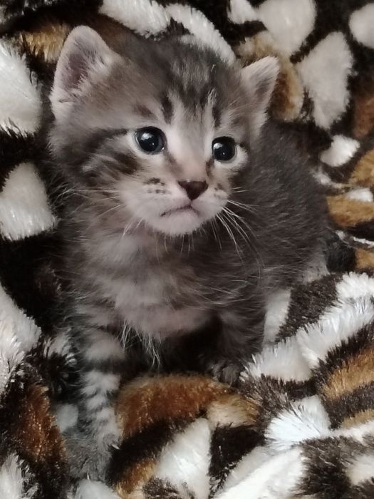Котята срочно ищут семью